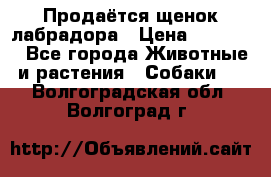 Продаётся щенок лабрадора › Цена ­ 30 000 - Все города Животные и растения » Собаки   . Волгоградская обл.,Волгоград г.